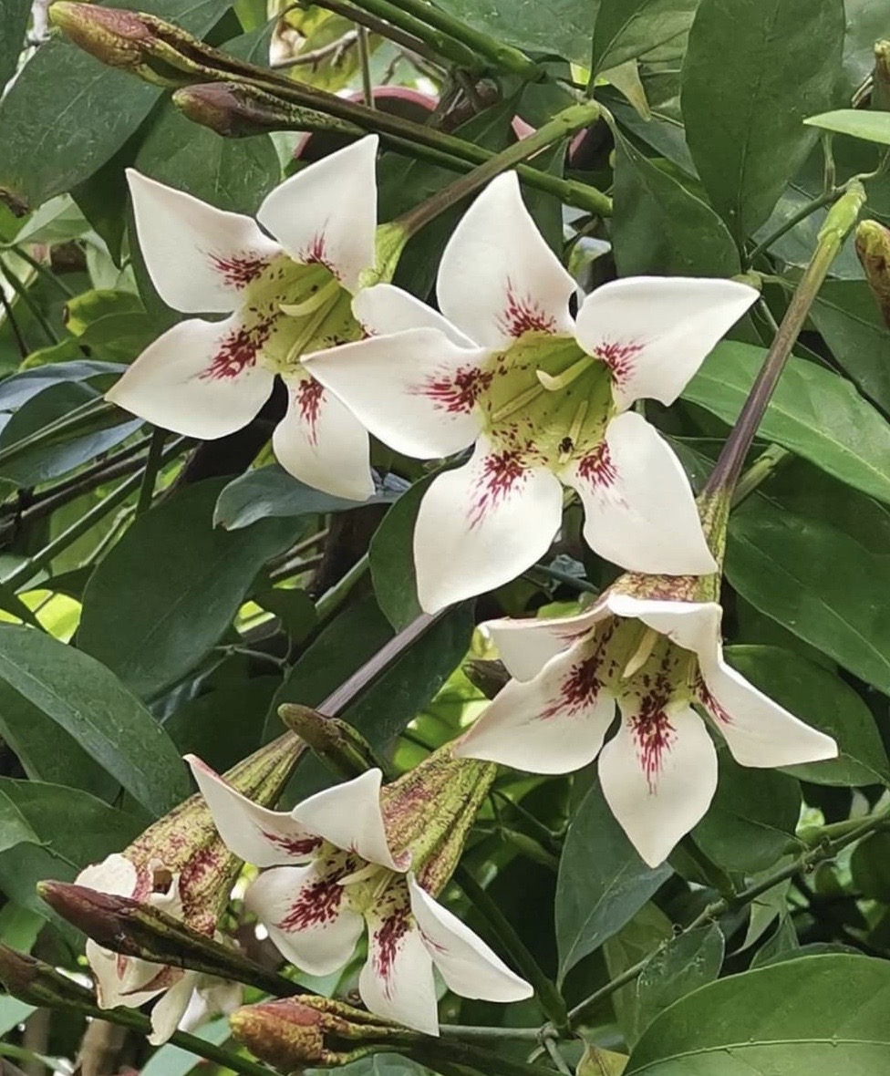 Randia maculate(Randia longiflora, Rothmannia longiflora)