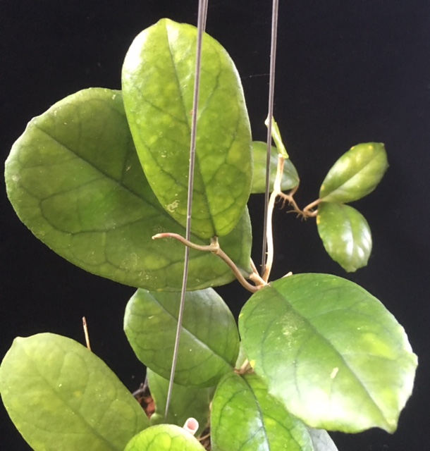 Hoya sp.514 (mutation from H. deykei seedling)          514