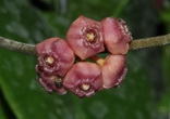 Hoya heuschkeliana Pink         104