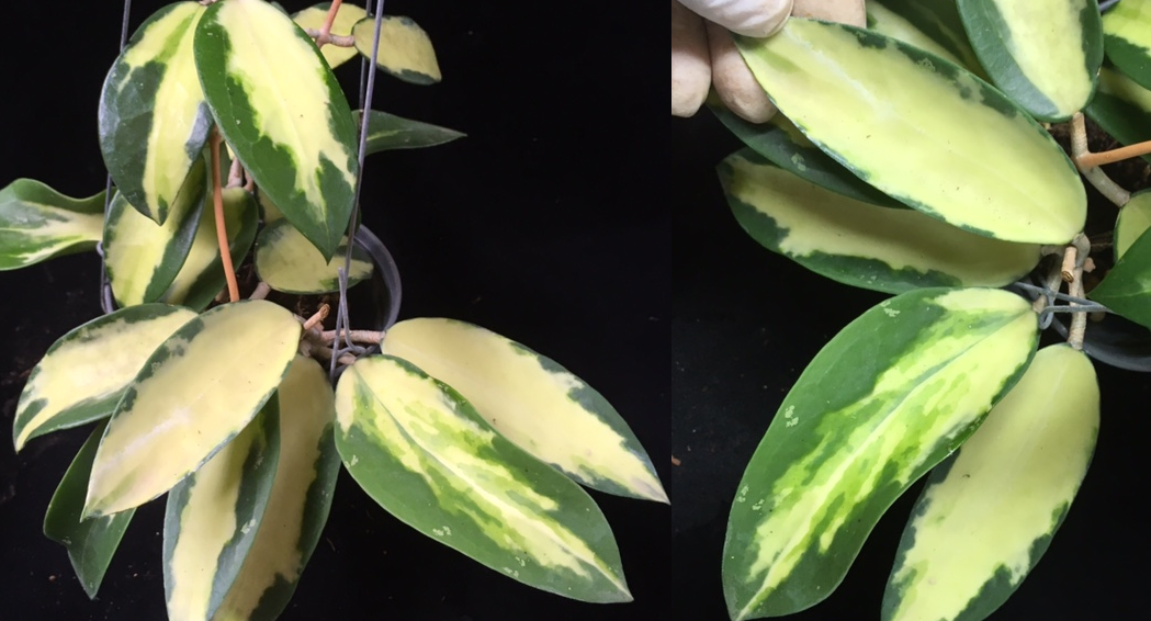 Hoya verticillata variegata (#229).