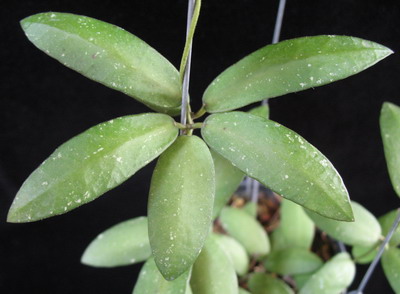 Hoya bella (triangular leaf)            650