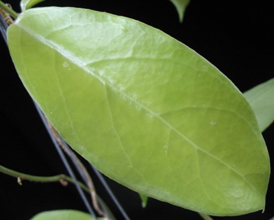 Hoya sp.732 (yellow leaf) Vietnam White         732