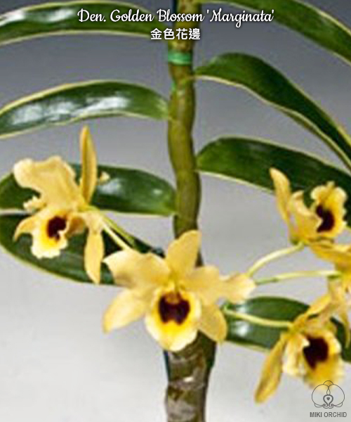 Den. Golden Blossom 'Marginata' 1.7"