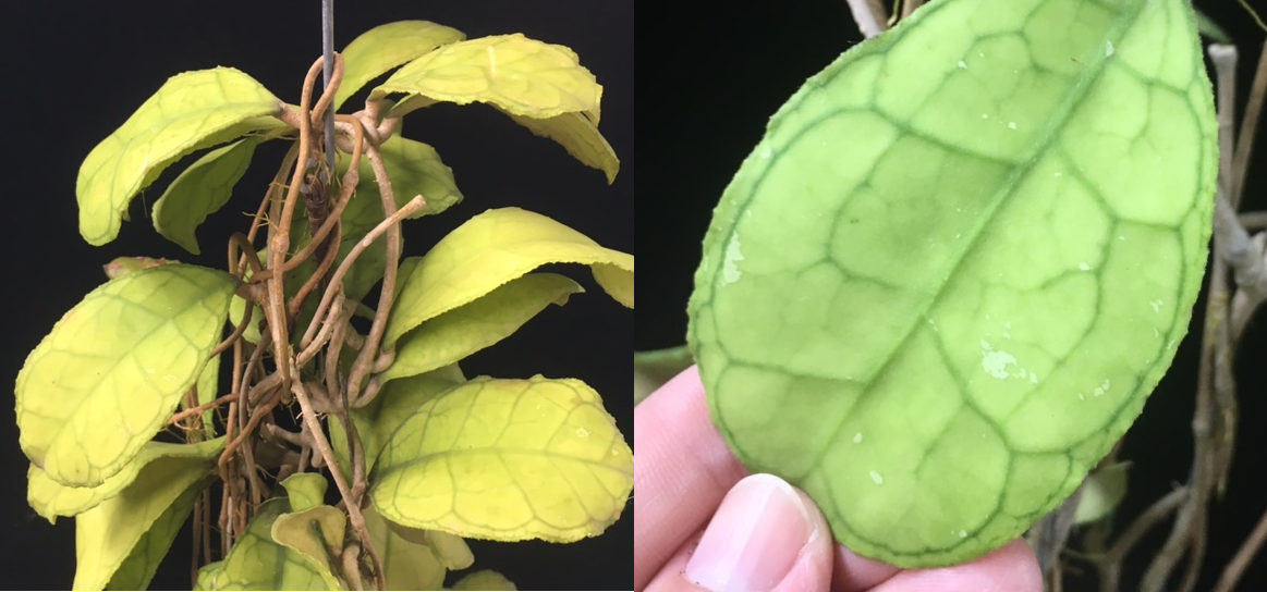 Hoya finlaysonii (short leaf)(#891).