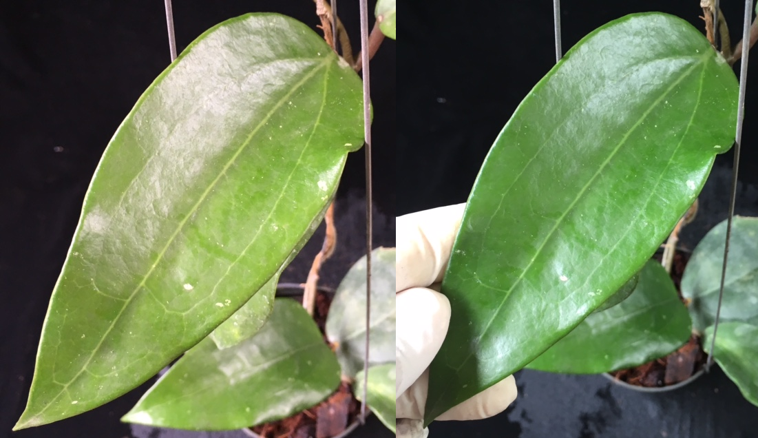 Hoya sp.22 'Khao yai' big leaf (#261).