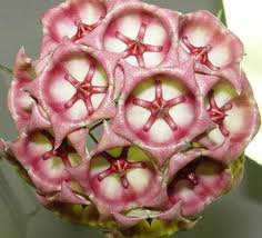Hoya archboldiana No.2 Pink     10