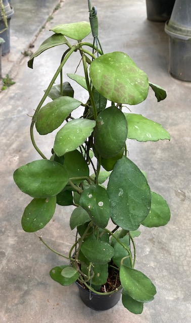 Hoya waymaniae No.2 (round leaf) Orange         235