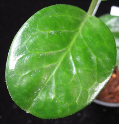Hoya australis *648 'Iluka'             648