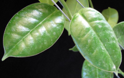 Hoya Monette (dense hair leaf) (coronaria x lauterbachii)               531