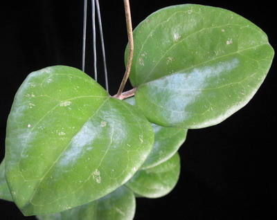 Hoya balaensis          570