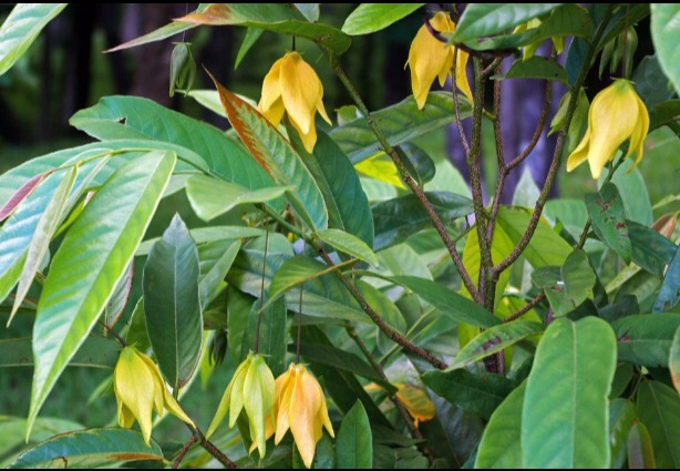 Desmos cochinchinensis (yellow).