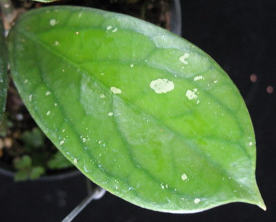 Hoya sp.585 (aff. clemensiorum)                 585