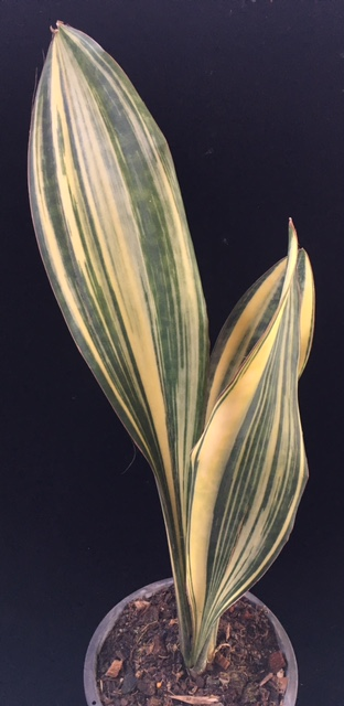S. masoniana variegata (T08)