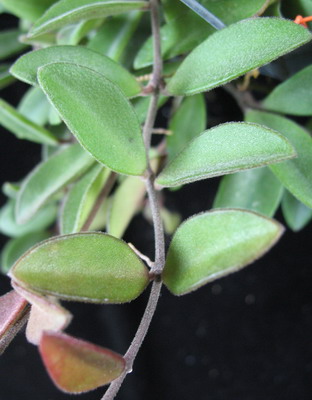 Hoya parvifolia         681