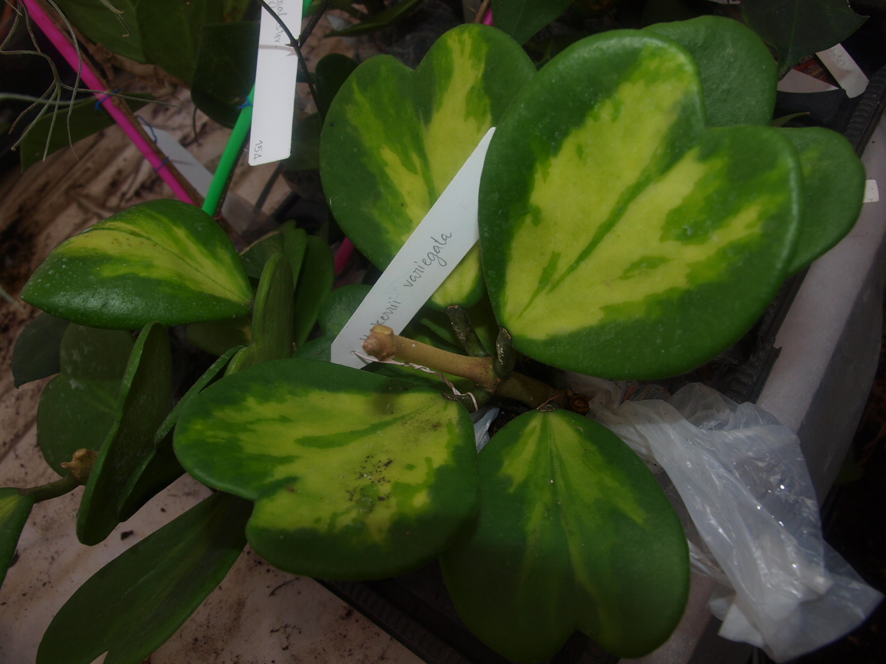 Hoya kerrii variegata                   129