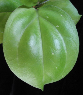 Hoya lambii No.2 (round leaf)           680