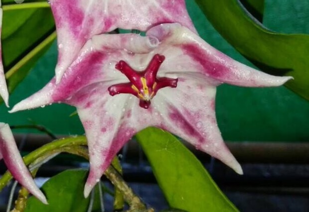 Hoya macgillivrayi 'Bicolor'(#867).     867