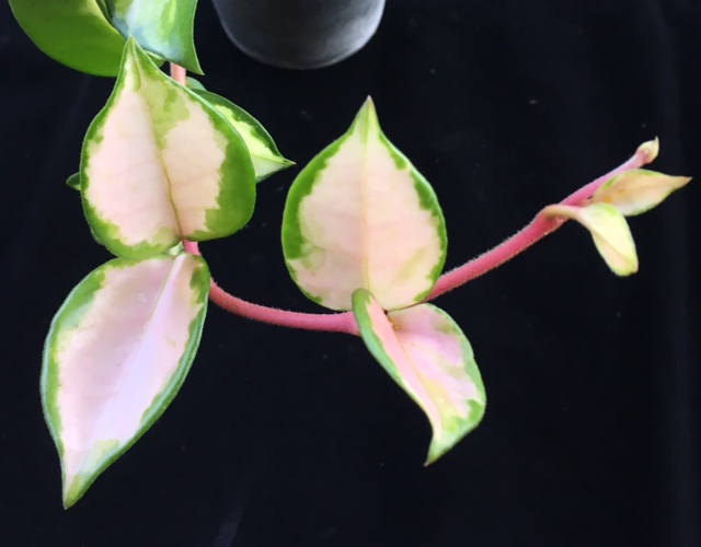 Hoya carnosa cv. Medio-picta rosea              806