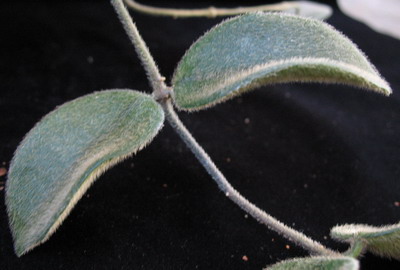 Hoya thomsoni (dense hair leaf)         530