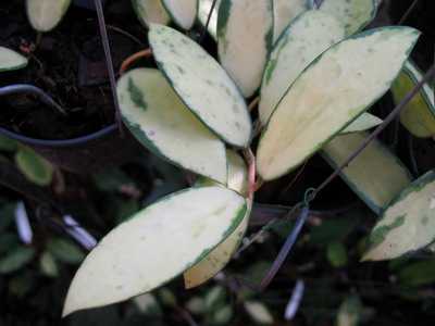 Hoya verticillata variegata No.2  321