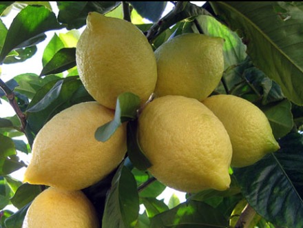 Citrus limon 'Lisbon Lemon'