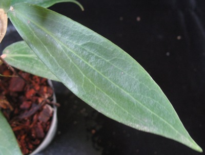 Hoya aurigeana (New species from the Philippines)               824