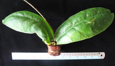 Hoya mitrata (big and curve leaf)               715