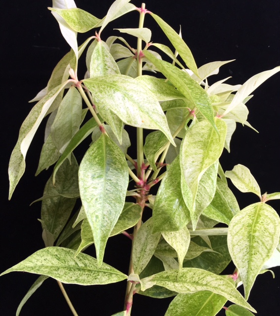Syzygium malaccense variegated (Indonesia)(grafted).