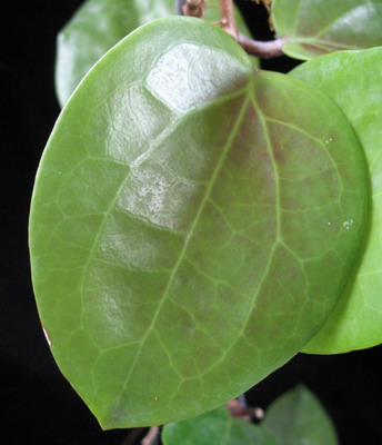 Hoya surigolonensis=surigaoensis                690