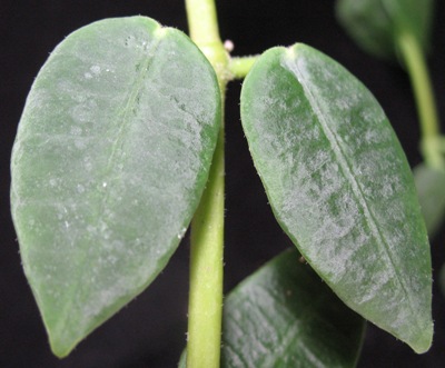 Hoya lithophytica               722