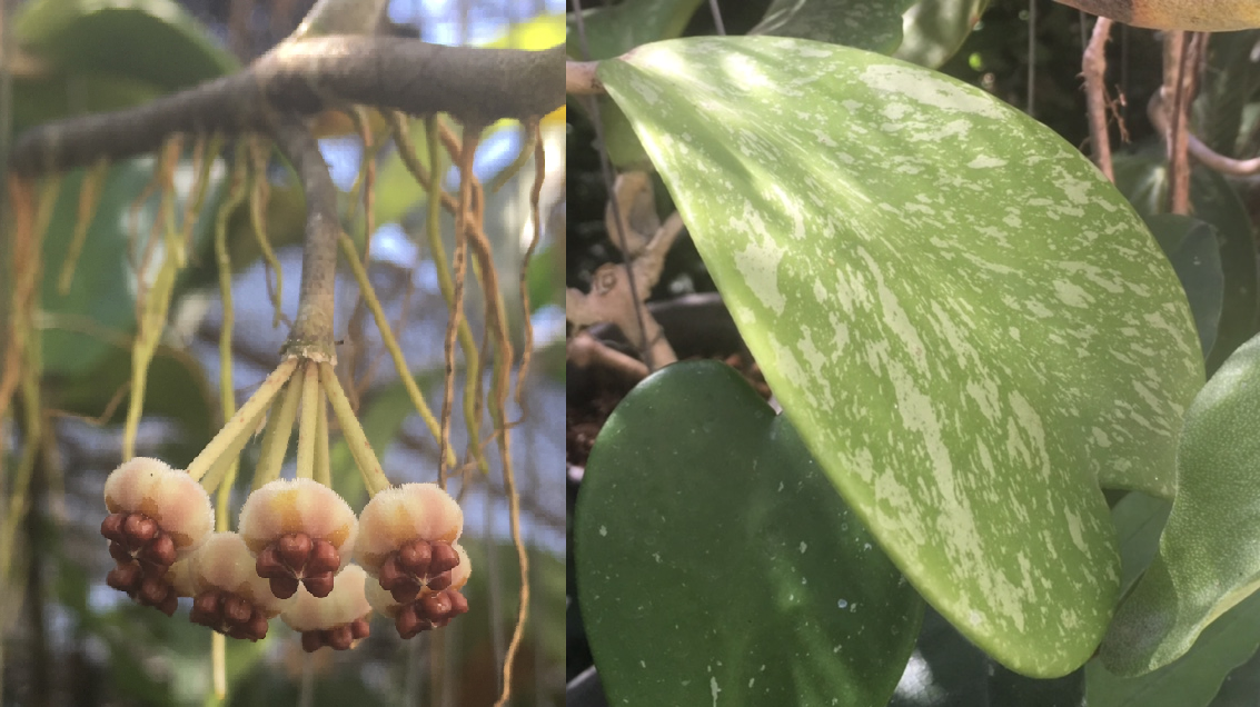 Hoya kerrii 'Spot leaf' (#854).
