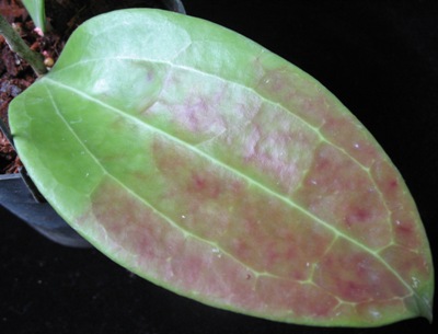 Hoya cinnamomifolia (#56).
