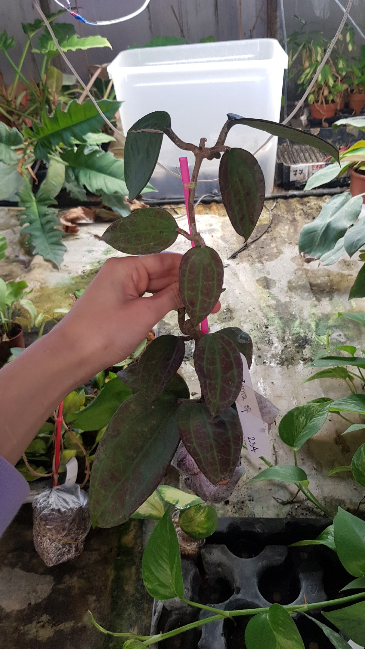 Hoya sp.925 (purple leaf)(#925).