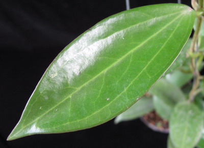 Hoya sp.649 (aff subquintuplinervis)            649