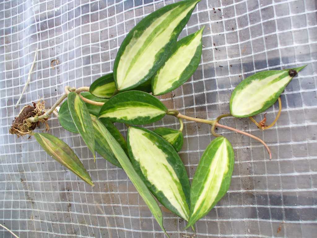 Hoya macrophylla ' Pot of Gold '        314