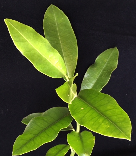 Hoya obtusifolia ' Baan Krood ' Prachuab Thailand       638