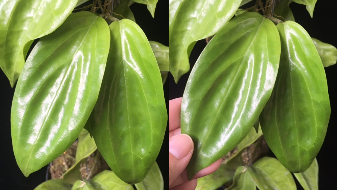 Hoya sp.895 (wax leaf) (#895).