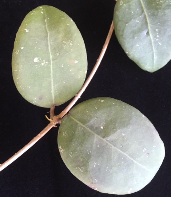 Hoya ovalifolia                 188