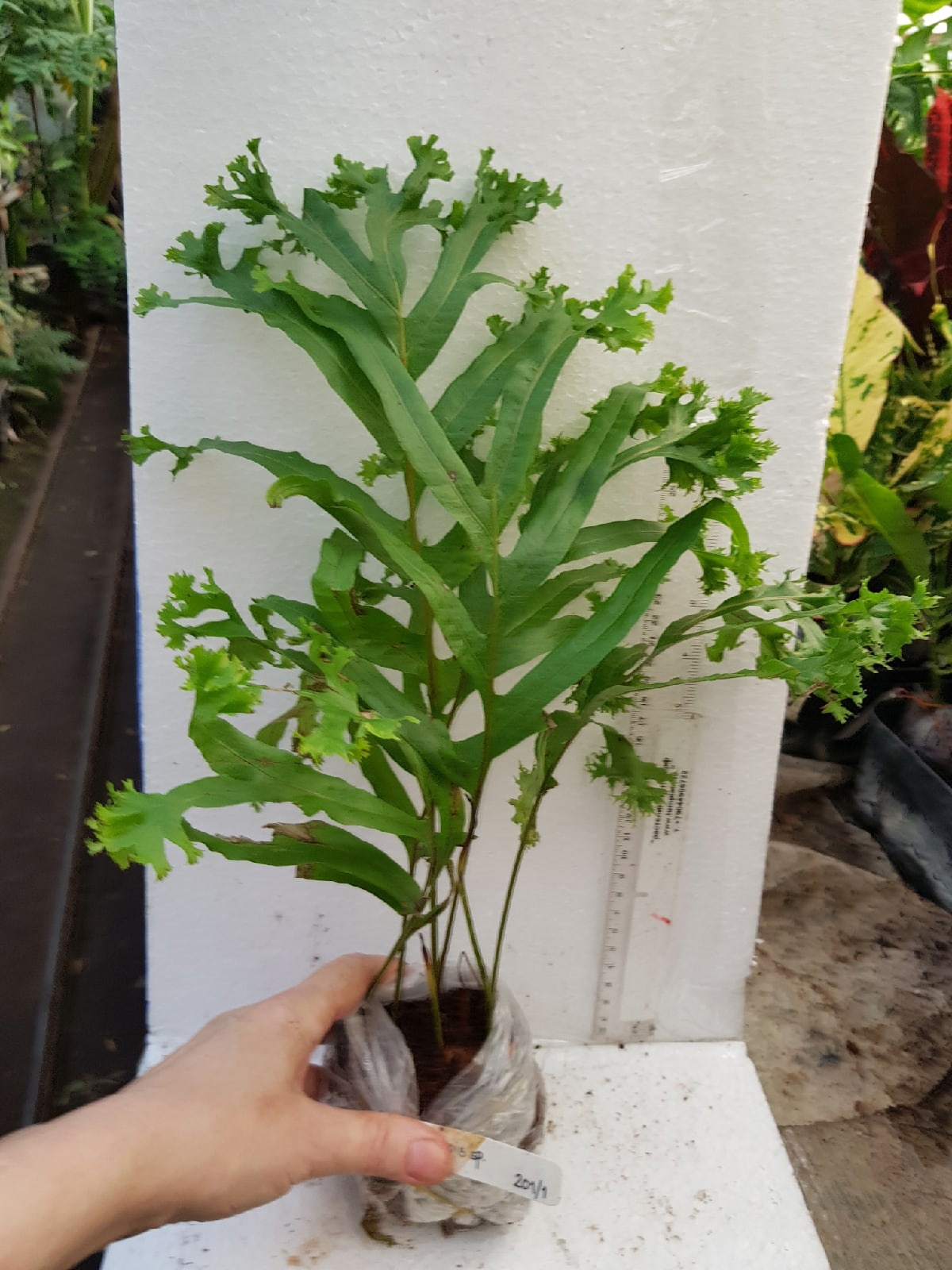 Drynaria quercifolia 'Kratae Siam'