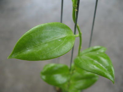 Hoya sp.443 (aff aldricii) small leaf           443