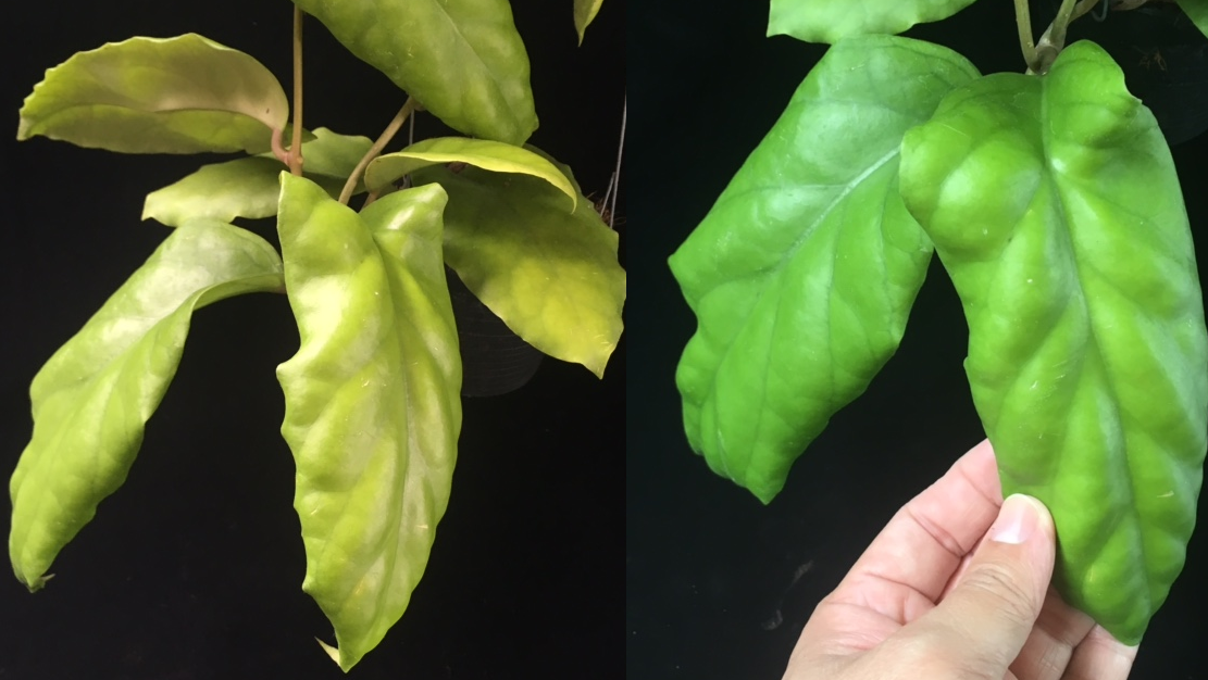 Hoya vitellinoides (F1) 'Curly leaf' (#887).