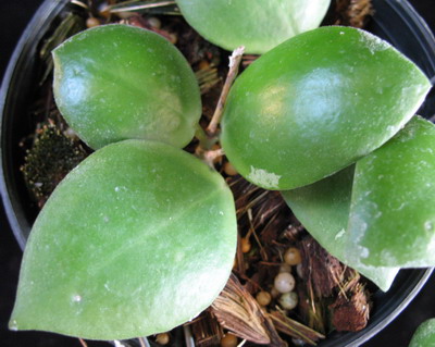 Hoya pallilimba (big leaf)              534