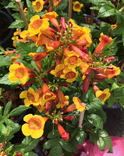 Tecoma stans Bicolor (yellow and orange flower)