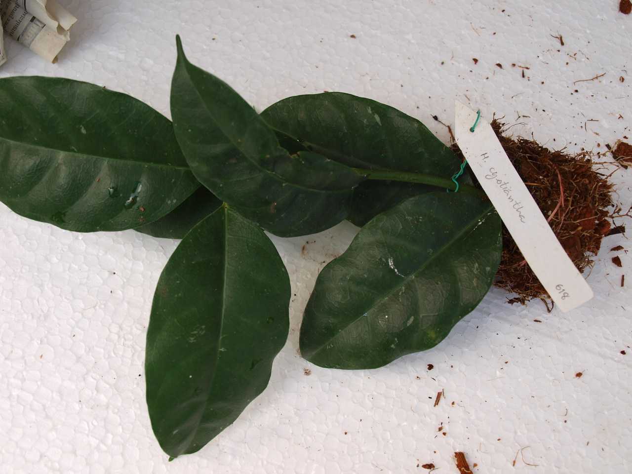 Hoya cystiantha (flower smell like Lemon grass)         618