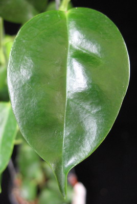 Hoya leucorhoda PNG             679