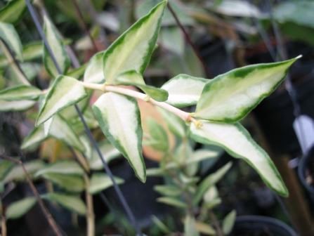 Hoya bella variegata 29