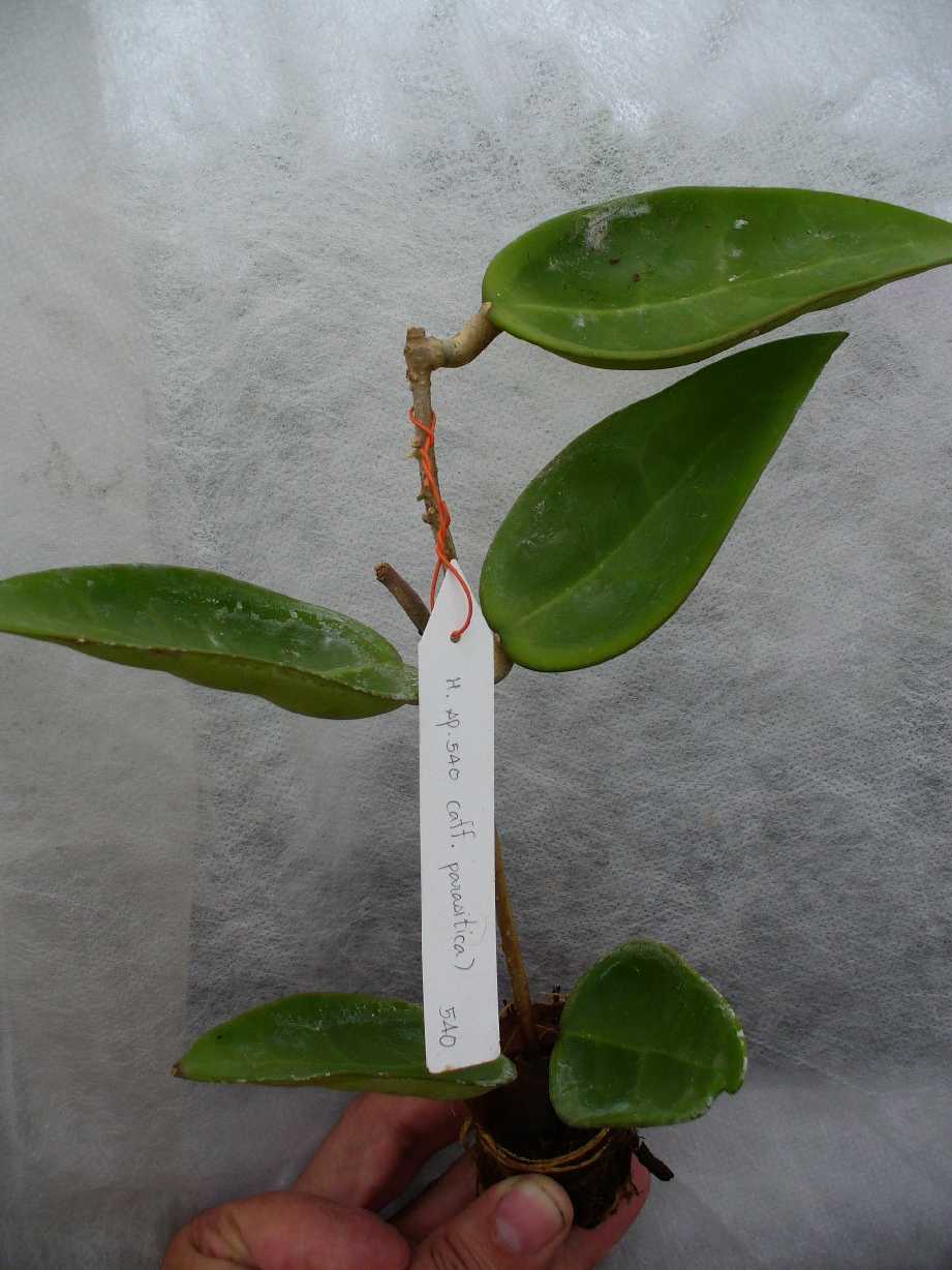 Hoya sp.540 (aff. parasitica) long leaf                 540