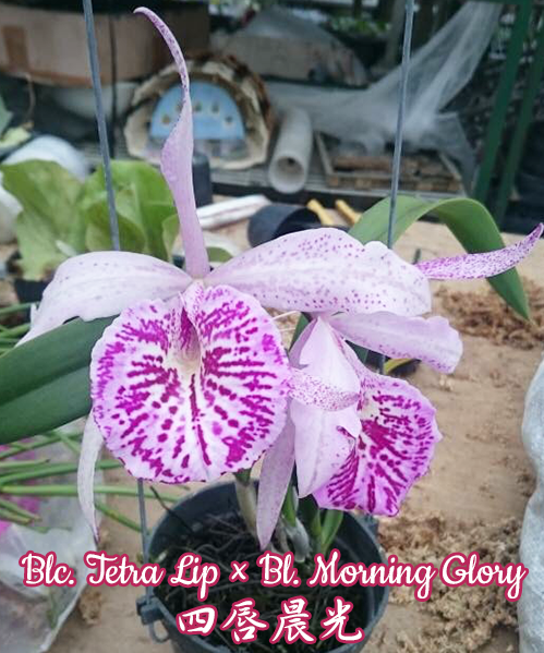 Blc. Tetra Lip x Bl. Morning Glory 2.5"