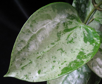 Hoya balaensis 'Splash'         619