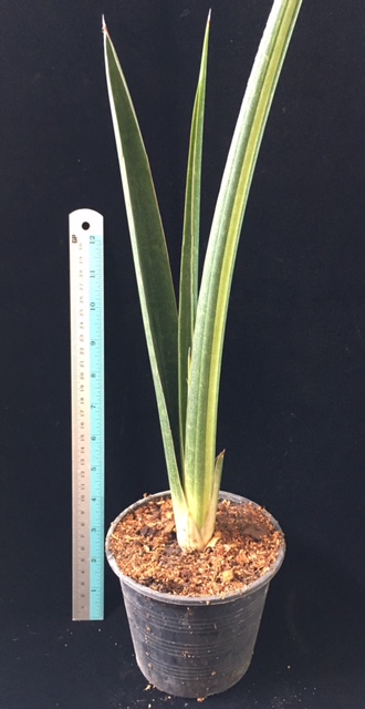 Sansevieria pearsonii Blue (F1)(yellow variegated).